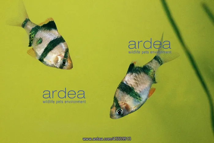 : FISH - Six-Banded Tiger BARBS : FISH - Six-Banded Tiger BARBS