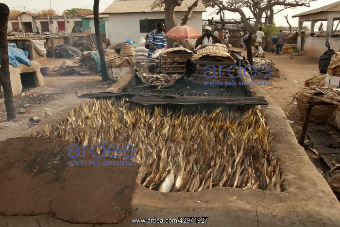  : Fish being smoked