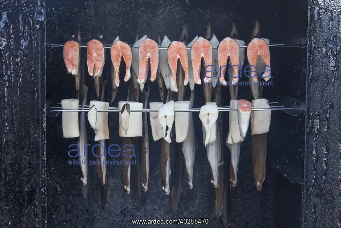 : Fish being smoked in oven - Germany : Fish being smoked in oven - Germany