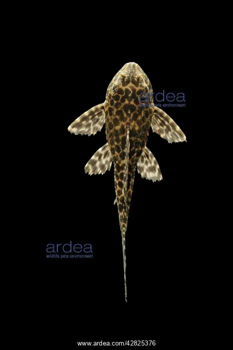 : Fish - Spotted Sailfin Pleco : Fish - Spotted Sailfin Pleco
