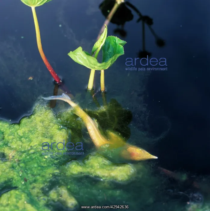 : Fish - sterlet trapped in blanketweed dies, drowning : Fish - sterlet trapped in blanketweed dies, drowning