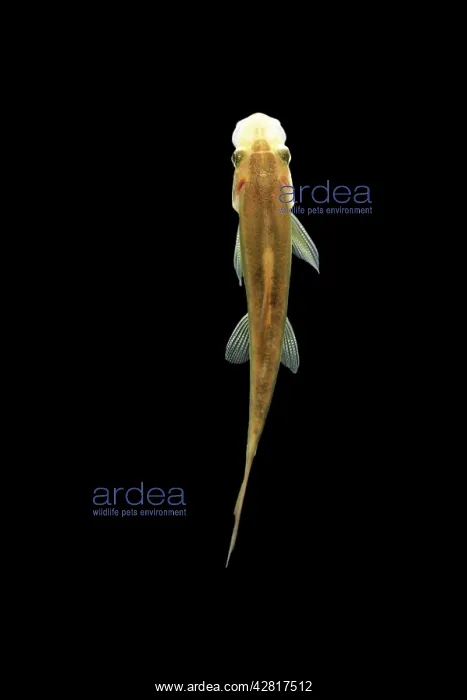 : Fish - Sucking Loach / Chinese Algae Eater : Fish - Sucking Loach / Chinese Algae Eater