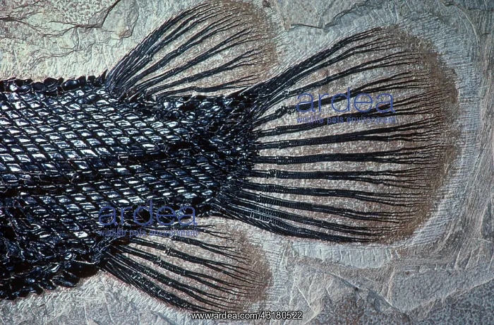 : Fish Tail. Tail of a fossil fish. A garpike (Lepisosteus simplex) of the Eocene period : Fish Tail. Tail of a fossil fish. A garpike (Lepisosteus simplex) of the Eocene period