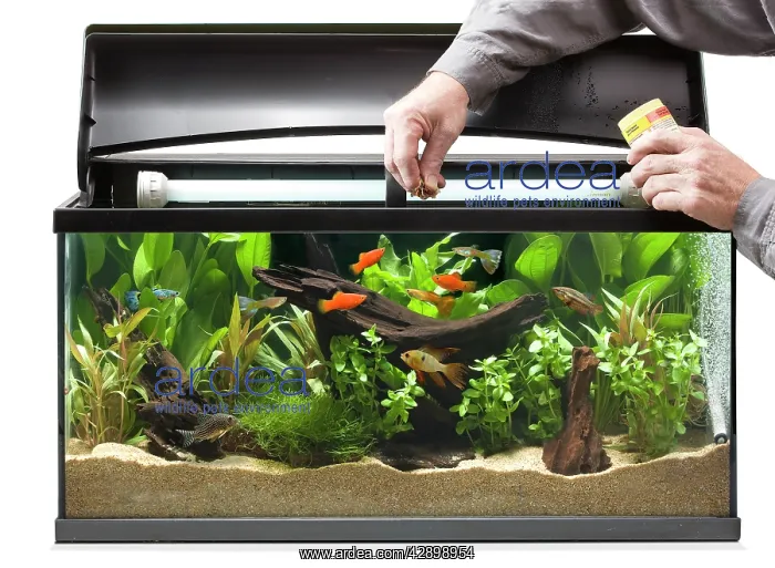 : Fish Tank - fishes being fed : Fish Tank - fishes being fed