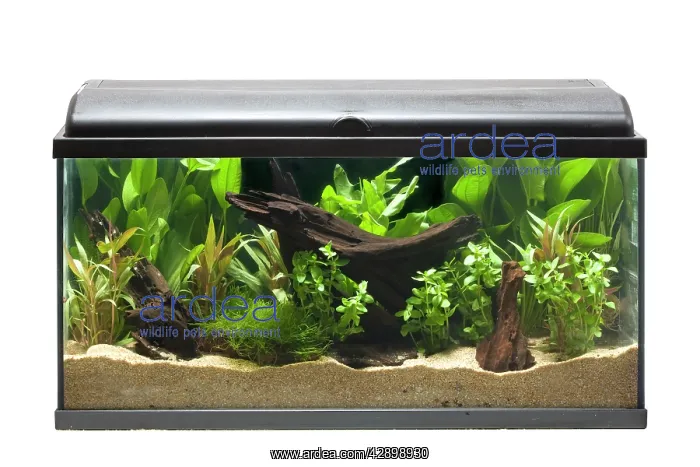  : Fish Tank - in studio