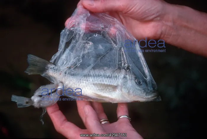 : Fish - found trapped inside polythene bag floating : Fish - found trapped inside polythene bag floating