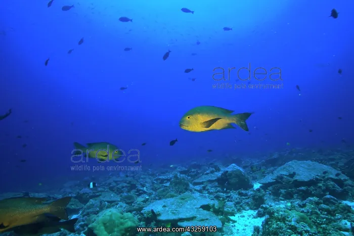 : Fish underwater, Northern Huvadhu Atoll : Fish underwater, Northern Huvadhu Atoll