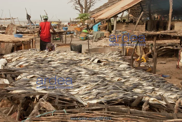 : Fish waiting to be smoked : Fish waiting to be smoked