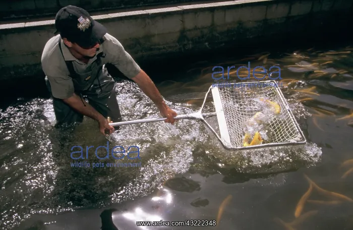 : Fish in weir : Fish in weir