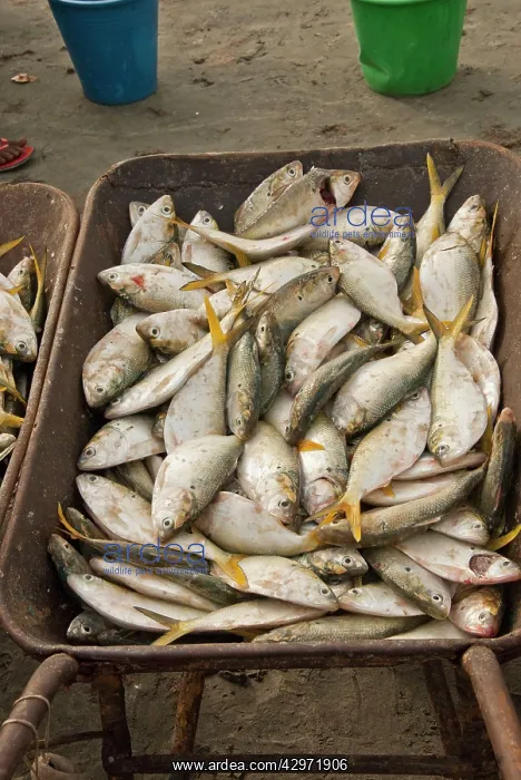 : Fish - in wheelbarrow waiting to be sold : Fish - in wheelbarrow waiting to be sold
