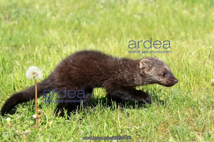: Fisher (Martes pennanti). Minnesota - United States : Fisher (Martes pennanti). Minnesota - United States