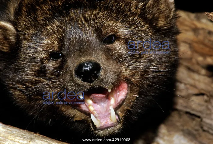: Fisher - defensive posture : Fisher - defensive posture