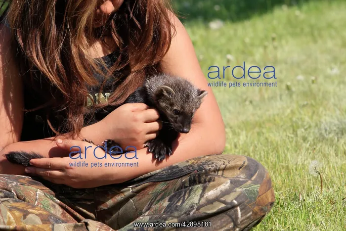  : Fisher - being held by girl