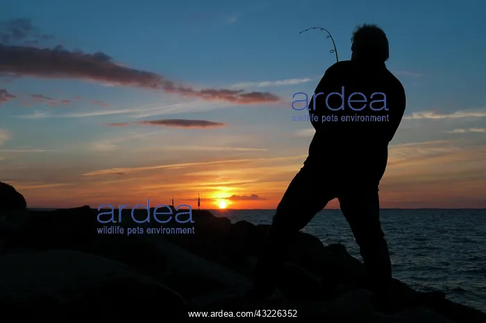 : Fisher at sunset on the pier, Lohme, Ruegen island : Fisher at sunset on the pier, Lohme, Ruegen island