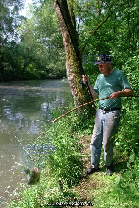 : Fisherman / Angler - catches European Chub, a freshwater : Fisherman / Angler - catches European Chub, a freshwater