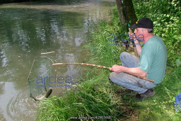 : Fisherman / Angler - catches European Chub, a freshwater : Fisherman / Angler - catches European Chub, a freshwater