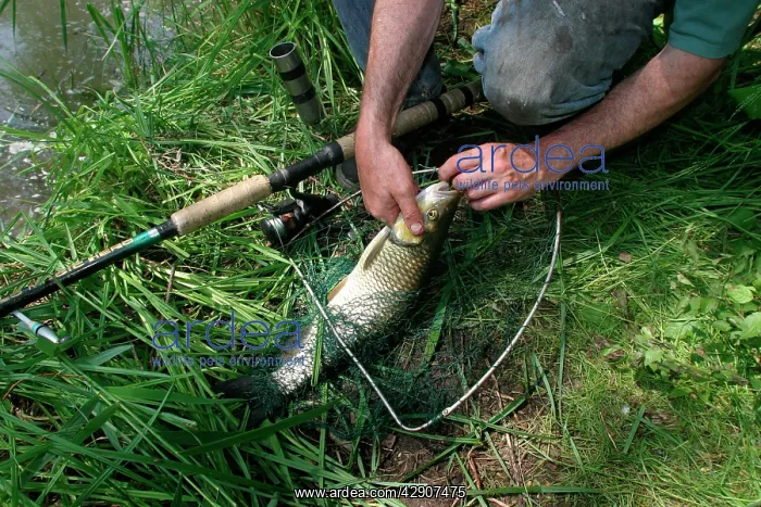 : Fisherman / Angler - catches European Chub, a freshwater : Fisherman / Angler - catches European Chub, a freshwater