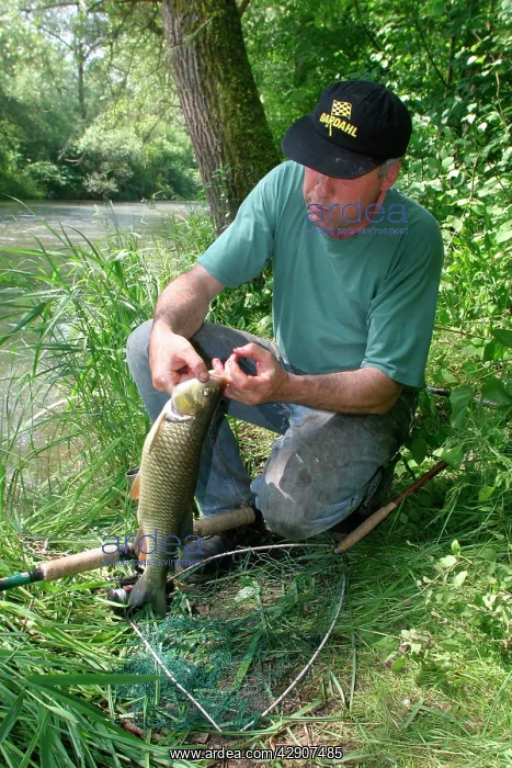 : Fisherman / Angler - catches European Chub, a freshwater : Fisherman / Angler - catches European Chub, a freshwater