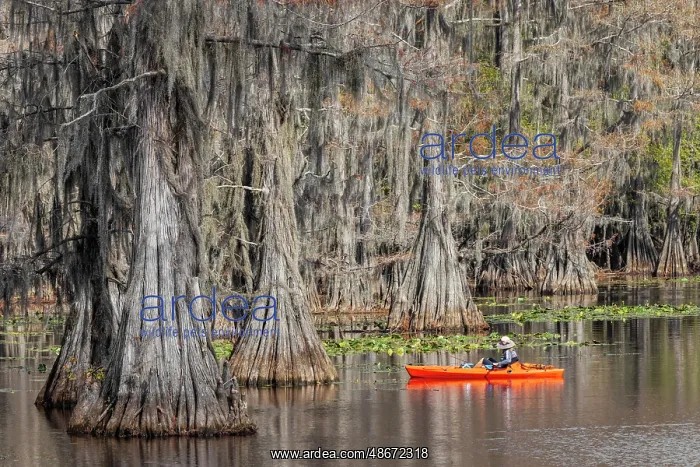 : Fisherman among bald cypress trees and autumn colors in : Fisherman among bald cypress trees and autumn colors in