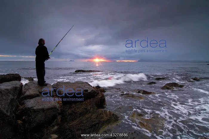 : Fisherman on the beach, Lofoten Archipelago, Norway : Fisherman on the beach, Lofoten Archipelago, Norway