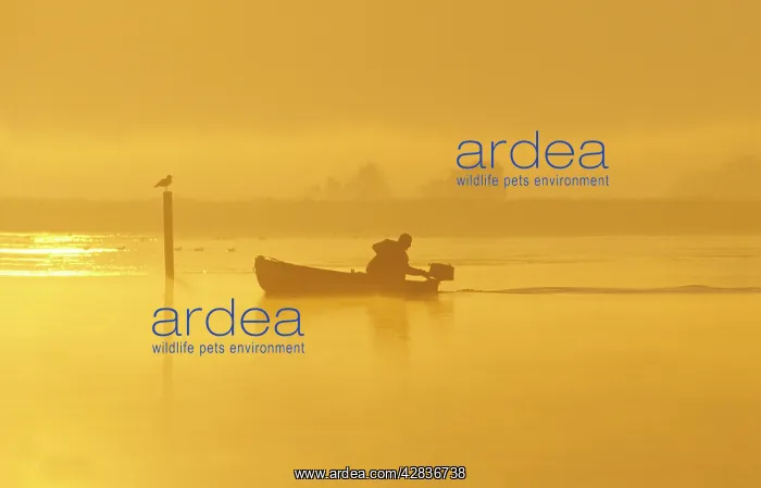 : Fisherman in boat - at dawn : Fisherman in boat - at dawn