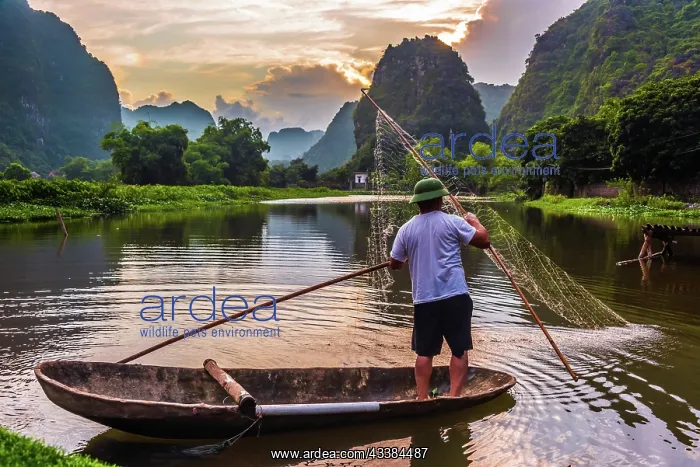 : Fisherman on boat in Trang An, a scenic area near : Fisherman on boat in Trang An, a scenic area near