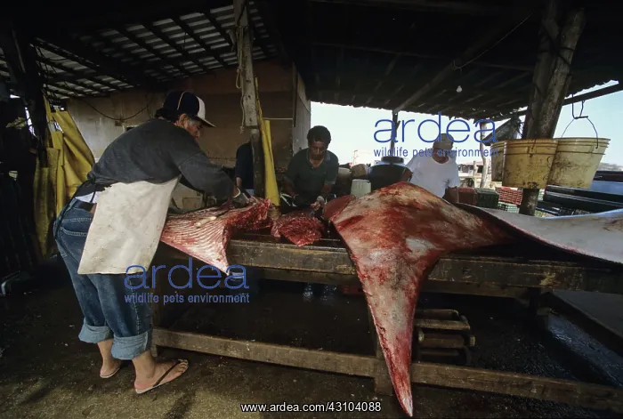 : Fisherman butchers Manta ray : Fisherman butchers Manta ray