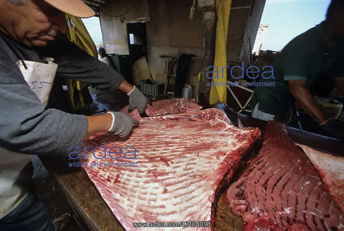 : Fisherman butchers Manta ray : Fisherman butchers Manta ray