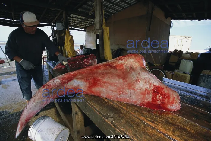  : Fisherman butchers Manta ray
