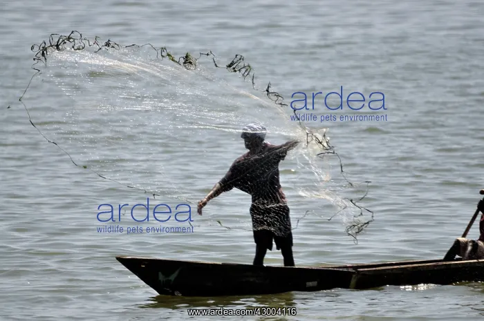 : Fisherman casting net : Fisherman casting net