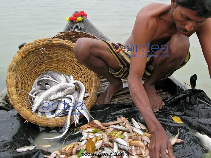 : Fisherman with catch Sunderbands : Fisherman with catch Sunderbands
