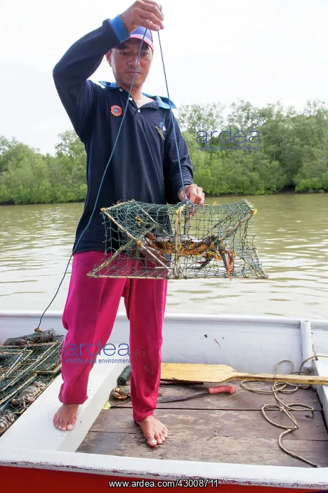 : Fisherman catching Mangrove's Crabs on the river Salak : Fisherman catching Mangrove's Crabs on the river Salak