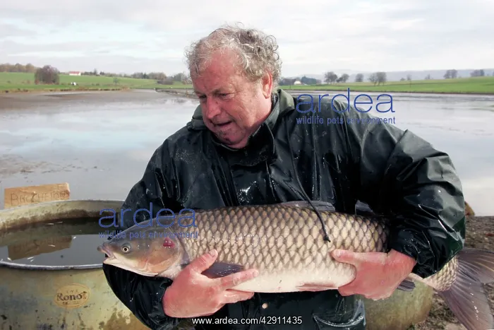 : Fisherman - with caught carp : Fisherman - with caught carp