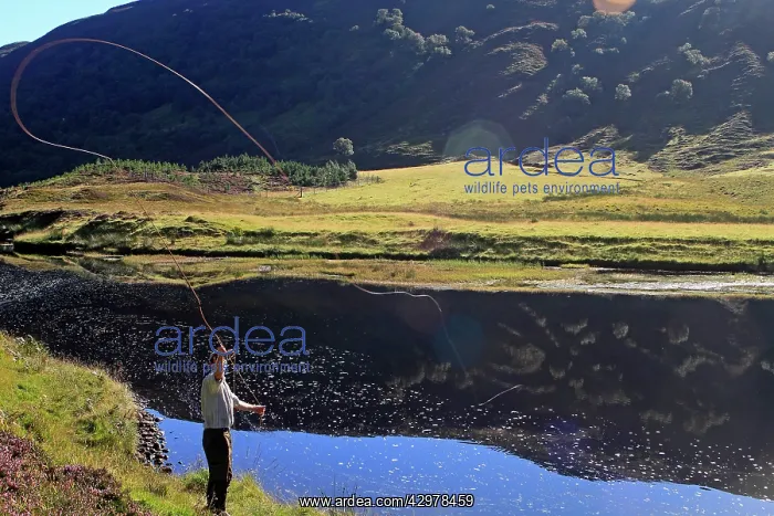 : Fisherman - Fly Fishing for trout and salmon : Fisherman - Fly Fishing for trout and salmon