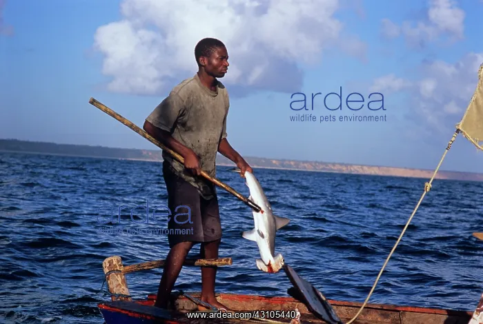 : Fisherman gaffs Hammerhead Shark : Fisherman gaffs Hammerhead Shark