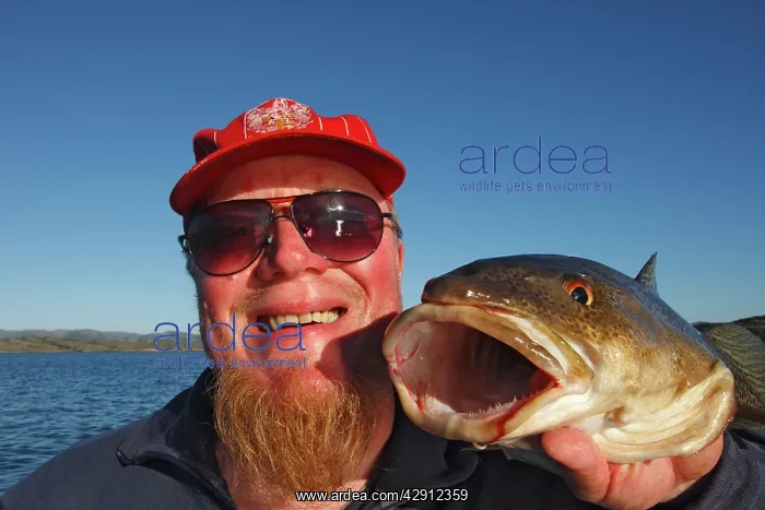 : Fisherman - holding up catch of a cod : Fisherman - holding up catch of a cod