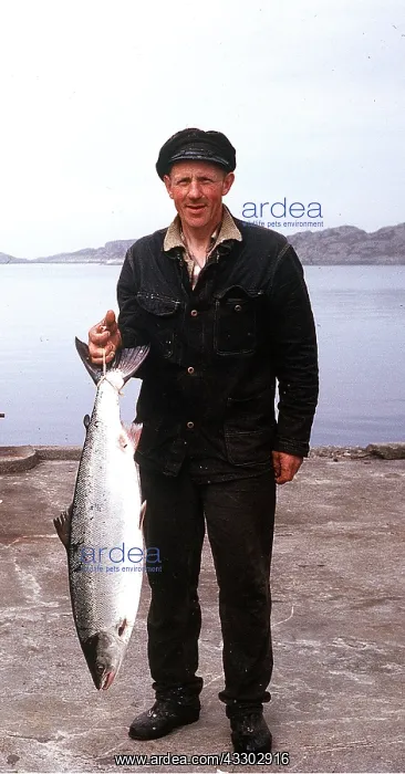 : FISHERMAN - holding Salmon : FISHERMAN - holding Salmon