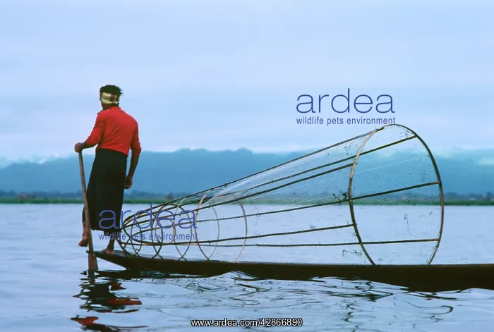 : Fisherman on Inle Lake using fish trap : Fisherman on Inle Lake using fish trap