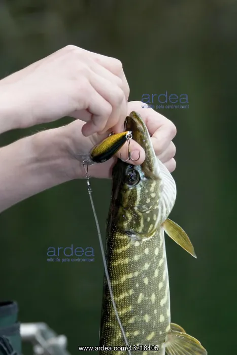 : Fisherman releasing Pike from hook as it has not : Fisherman releasing Pike from hook as it has not