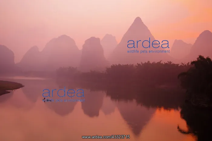 : Fisherman on River Li at Dawn : Fisherman on River Li at Dawn