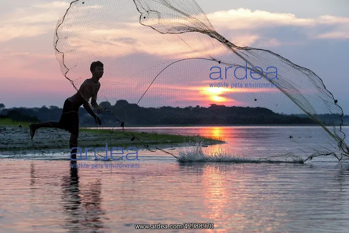 : Fisherman - throwing net. Rio Negro, Amazon : Fisherman - throwing net. Rio Negro, Amazon