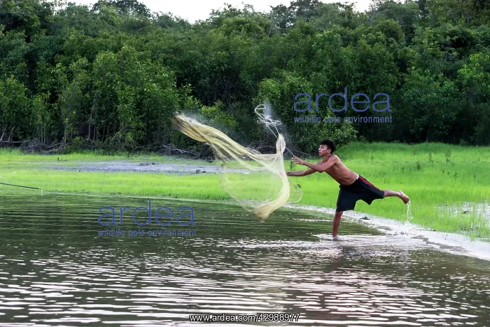 : Fisherman - throwing net. Rio Negro, Amazon : Fisherman - throwing net. Rio Negro, Amazon