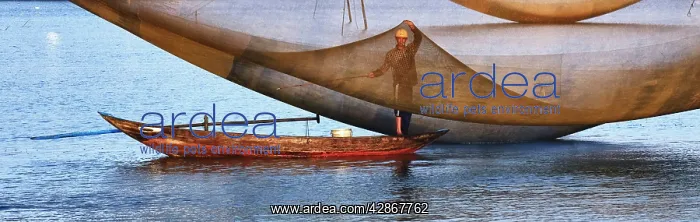 : Fisherman - on the Thun Bon River near Hoi An : Fisherman - on the Thun Bon River near Hoi An