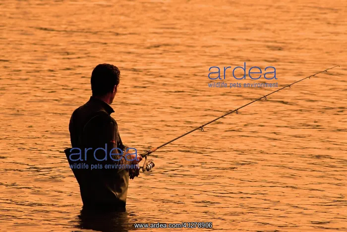 : Fisherman wearing a chest wader standing in the : Fisherman wearing a chest wader standing in the