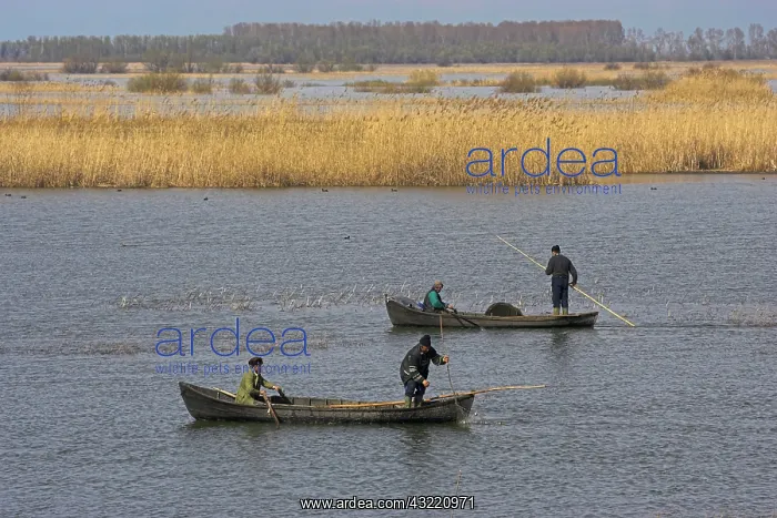 : Fishermen bring in their harvest of fish : Fishermen bring in their harvest of fish