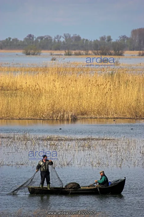 : Fishermen bring in their harvest of fish : Fishermen bring in their harvest of fish