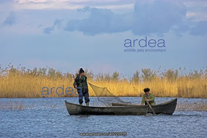 : Fishermen bring in their harvest of fish : Fishermen bring in their harvest of fish