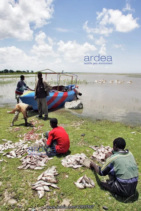  : Fishermen - with catch of Tilapia and cat fish