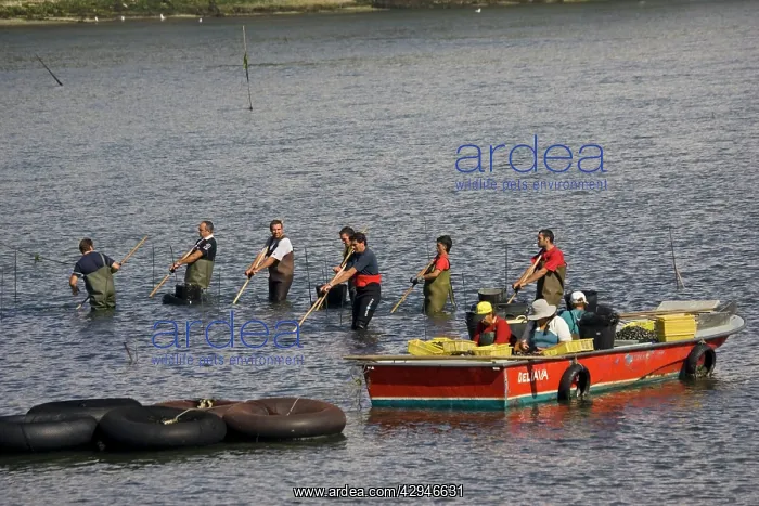 : Fishermen - raking shellfish from shallow water : Fishermen - raking shellfish from shallow water