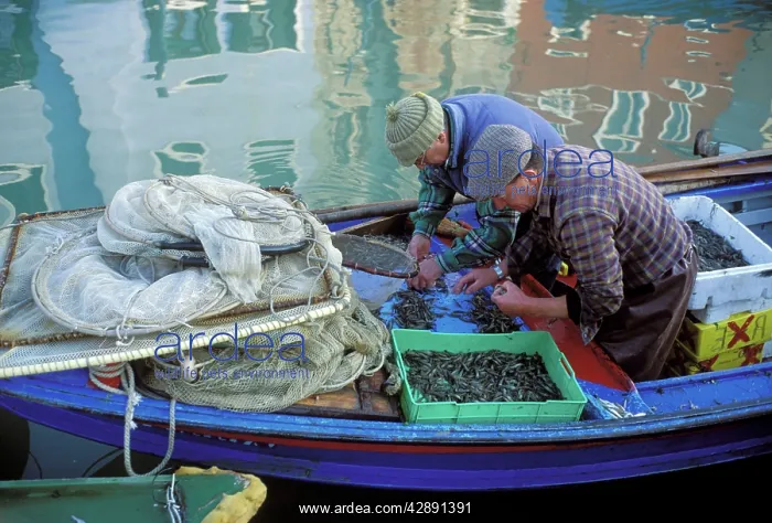 : Fishermen - sorting catch on back of boat : Fishermen - sorting catch on back of boat